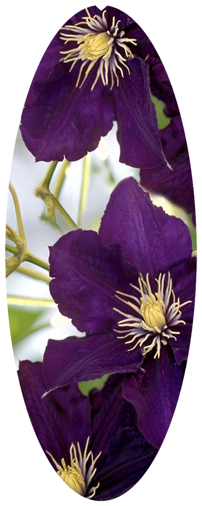 DNSA18-024 Purple Cylmaties